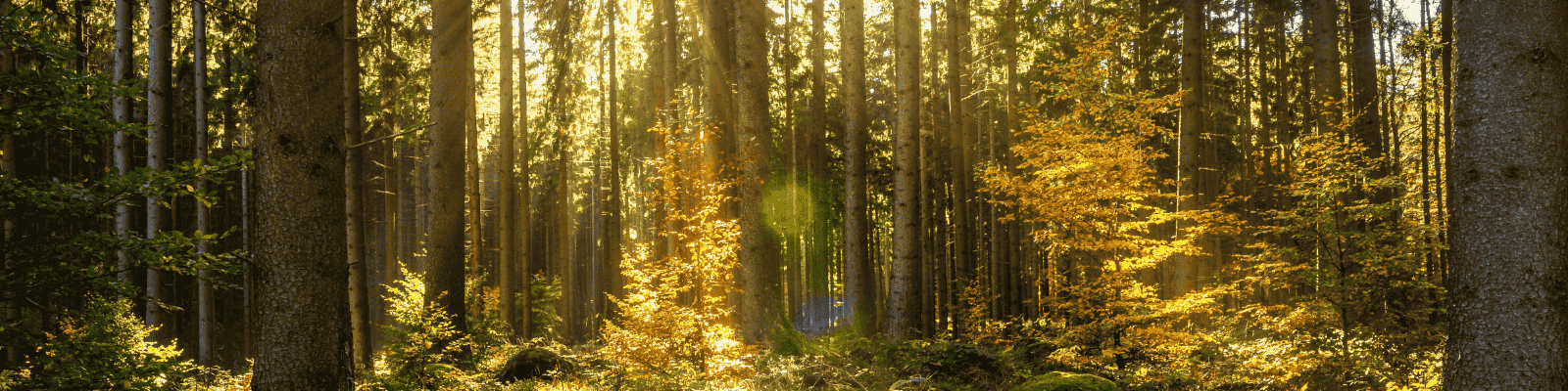 Wald mit Sonnenschein